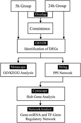 Identification of Common Hub Genes in Human Dermal Fibroblasts Stimulated by Mechanical Stretch at Both the Early and Late Stages